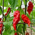 30 US SEEDS JAYS RED GHOST PEPPER SUPER HOT