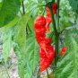 30 US SEEDS JAYS RED GHOST PEPPER SUPER HOT