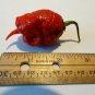 A Grade CAROLINA REAPER Hp22B 25 US seeds
