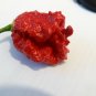 A Grade CAROLINA REAPER Hp22B 25 US seeds
