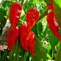 40 US seeds Bhut Jolokia GHOST PEPPER NAGA JOLOKIA