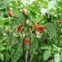 40 US seeds Bhut Jolokia GHOST PEPPER NAGA JOLOKIA