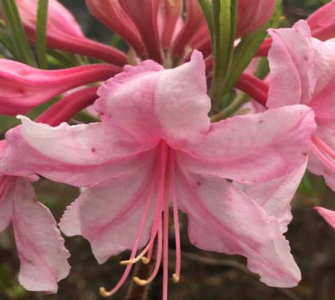 Spring Sensation Deciduous Aromi Azalea US Plant