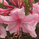 Spring Sensation Deciduous Aromi Azalea US Plant