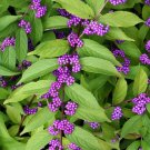 Early Amethyst Beautyberry US Plant