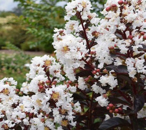 First Editions Lunar Magic Crape Myrtle US Plant
