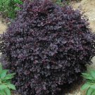 Cerise Charm Loropetalum US Plant
