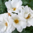 White Knock Out Rose US Plant