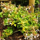 Francis Mason Abelia Grandiflora US Plant