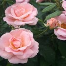 Peachy Knock Out Rose US Plant