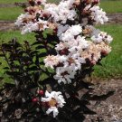 Ebony and Ivory Crape Myrtle US Plant