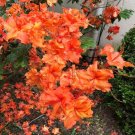 Pat Ryan Deciduous Aromi Azalea US Plant