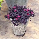 Jazz Hands Mini Loropetalum US Plant