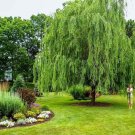Weeping Willow Tree US Plant