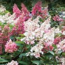Bloomin' Easy Candelabra Hardy Hydrangea US Plant
