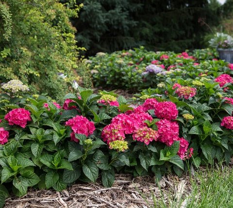 Summer Crush Endless Summer Hydrangea US Plant