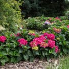 Summer Crush Endless Summer Hydrangea US Plant