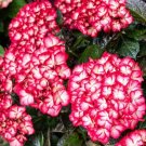 Bloomin' Easy Kimono Reblooming Hydrangea US Plant