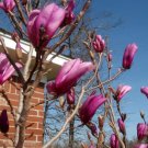 Jane Magnolia Deciduous US Plant