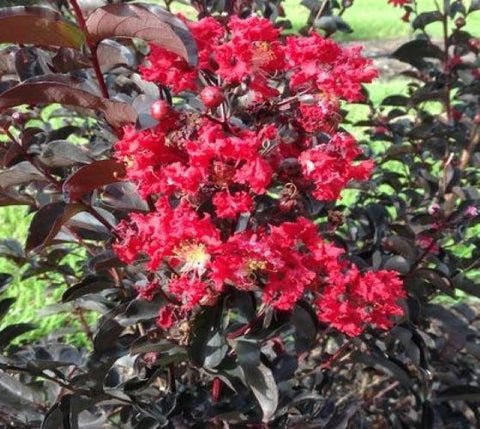 Ebony Embers Red Crape Myrtle US Plant