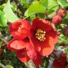 Superb Fusion Red Flowering Quince US Plant