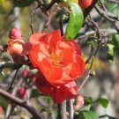 Chojuraku Orange Flowering Quince US Plant