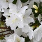 Mrs G.G. Gerbing White Azalea US Plant