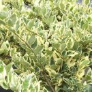 Jack Frost Ligustrum variegated privet US Plant