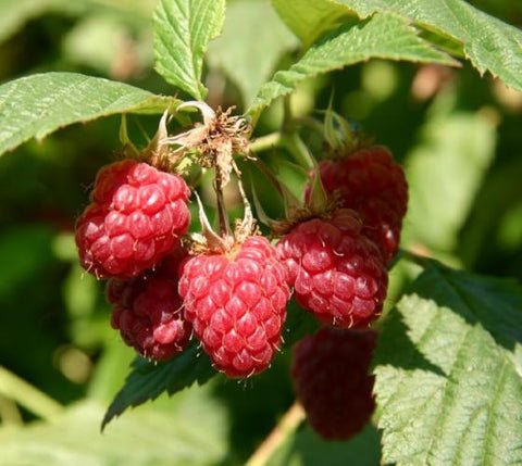 Coho Red Raspberry Rubus US Plant