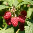 Coho Red Raspberry Rubus US Plant