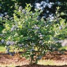 Mini Blues Blueberry Bush US Plant