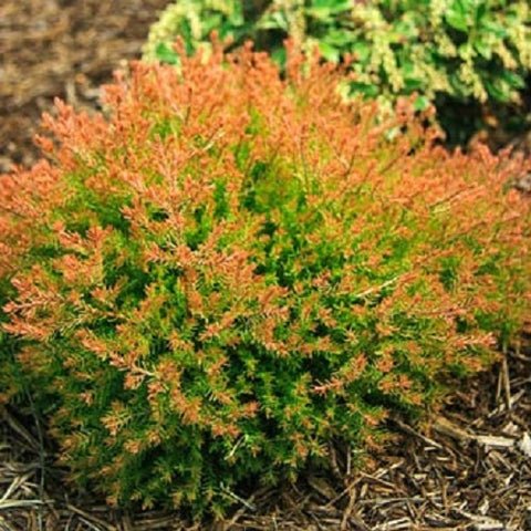 Fire Chief Globe Arborvitae Thuja US Plant