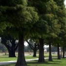 Bald Cypress Tree Taxodium distichum US Plant