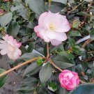 Bobs Supreme Camellia Sasanqua US Plant