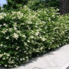 Recurve Ligustrum wavy leaf privet US Plant