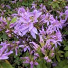 Purple Spider Azalea Koromo Shikibu US Plant