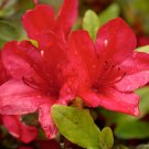 Red Formosa Azalea Southern Indica US Plant