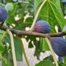 LSU Purple Fig ficus US Plant