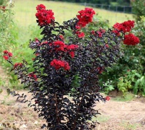 Ebony Fire Crape Myrtle US Plant