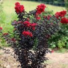 Ebony Fire Crape Myrtle US Plant