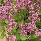 Red Pixie Lilac syringa US Plant