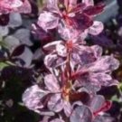 Rose Glow Japanese Barberry US Plant