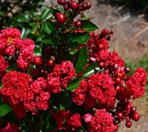 Ruffled Red Magic Crape Myrtle US Plant
