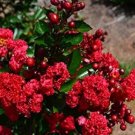 Ruffled Red Magic Crape Myrtle US Plant