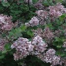 Palibin Korean Lilac syringa US Plant