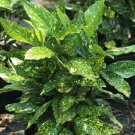Gold Dust Variegated Aucuba US Plant