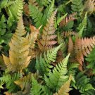 Autumn Fern Dryopteris erythrosora US Plant
