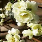 O Yashima Double White Flowering Quince US Plant