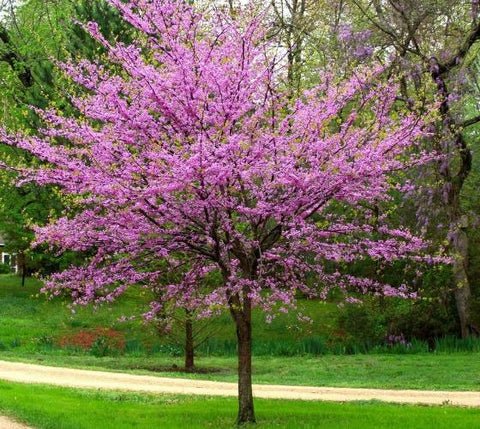 Eastern Redbud Tree US Plant