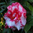 Daikagura Camellia Japonica US Plant